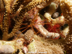 Baby Arrow Crab at Las Gatas Dive site in Mayaquez area, ... by Victor J. Lasanta 